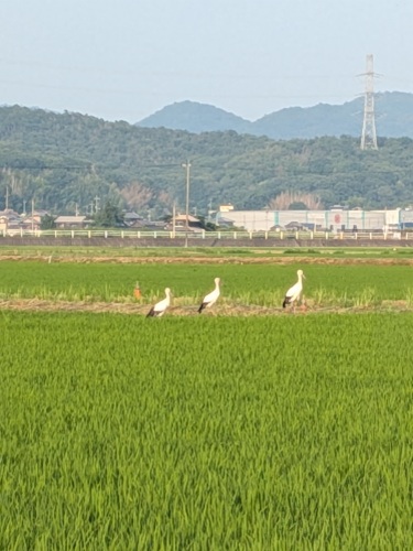 今年も帰って来た！ | 備前市　まさみっつさん