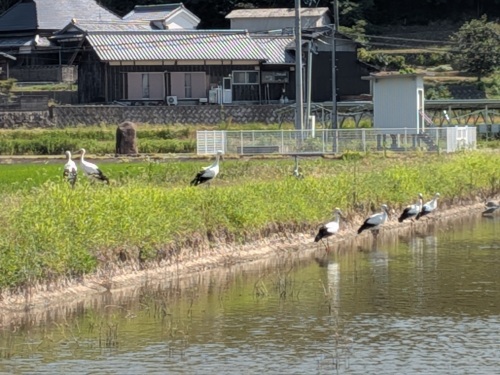 きょうは7羽に | 備前市　まさみっつさん