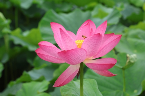 蓮の花 | 総社市　田原さん