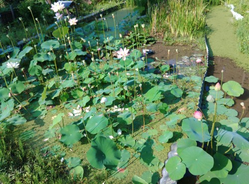 蓮の花満開 | 新見市　松毬(まつ ぼっくり)さん
