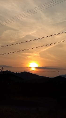 ダルマ朝日 | 観音寺市　横山さん