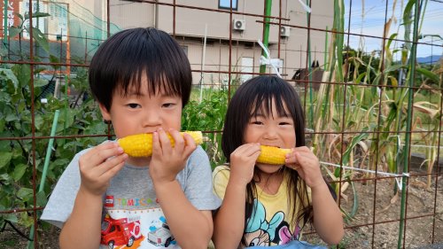 バァバのとうもろこし | 備前市　きよみバァバさん