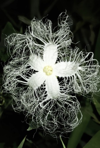 レースの様な神秘的な夜咲く花！ | 津山市　寺坂さん