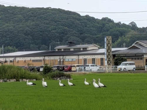 コウノトリ9羽発見！ | 瀬戸内市　佐藤さん