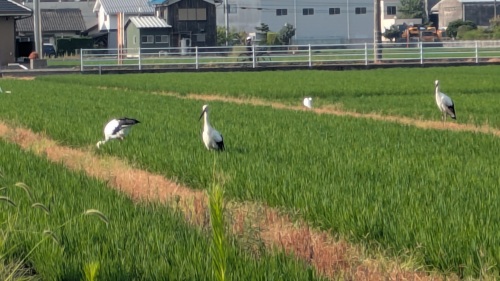 幸せの鳥 | 岡山市　風前のガスバーナーさん