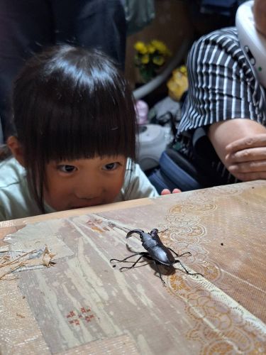 ノコギリクワガタ | 高松市　ロイくんさん