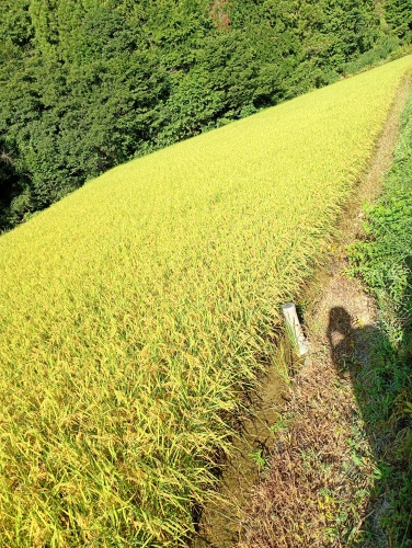 頭を垂れる稲穂かな | 高梁市　常松さん