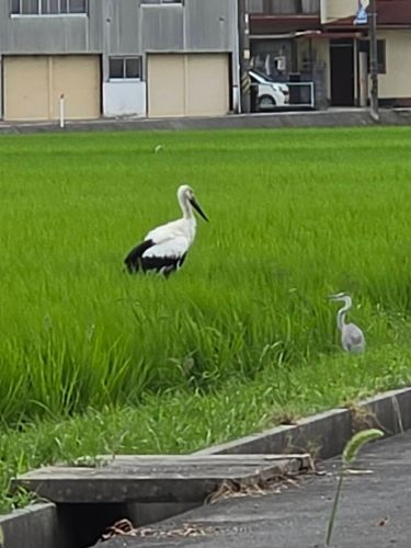 お話し中… | 岡山市　はるるさん