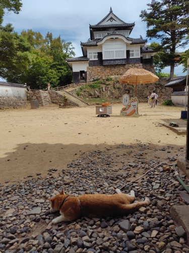 猫城主はお昼寝中 | 総社市　長谷川さん