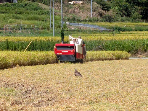 トンビが食材探し | 赤磐市　岡山8940さん