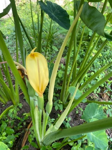 珍しい里芋の花 | 倉敷市　名前はヒミツさん
