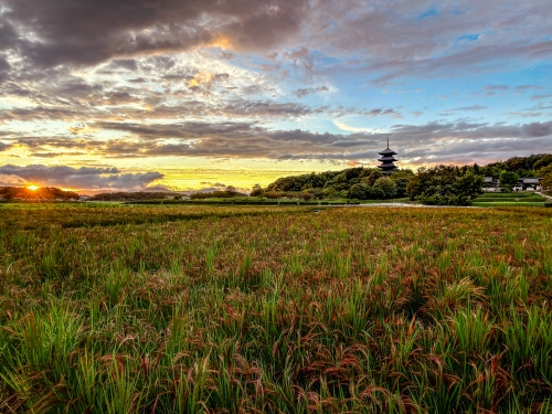 やっと晴れた　夕日と備中国分寺の赤米 | 岡山市北区　かんちゃんさん