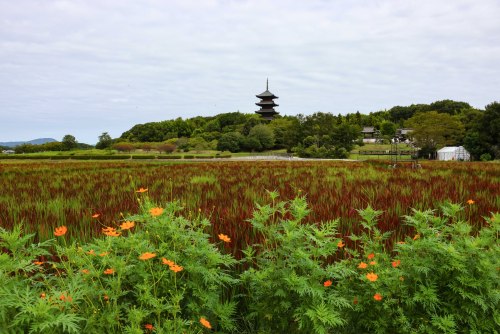 国分寺の自然 | 岡山市　青江さん