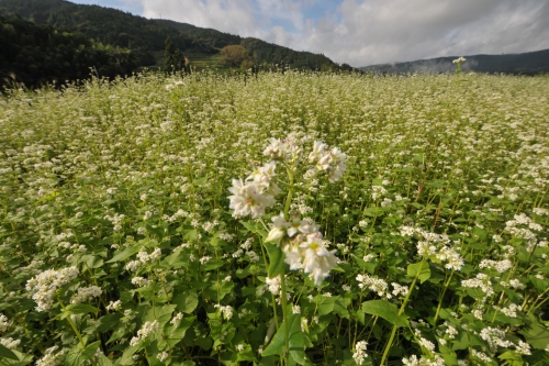美咲蕎麦の花 | 久米南町　チカZ(ジ～)さん