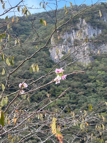 桜？ | 高梁市　シナモンしなちゃんさん