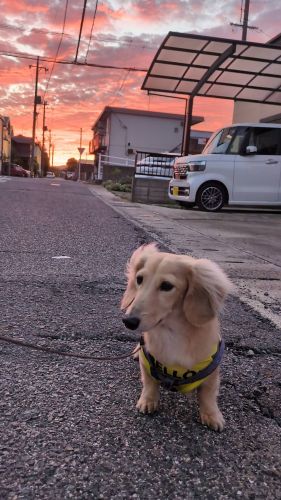夕日とワンコ | 岡山市　うっすさん