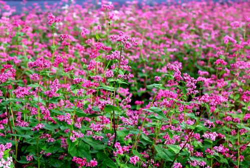 赤い蕎麦の花 | 総社市　田原さん