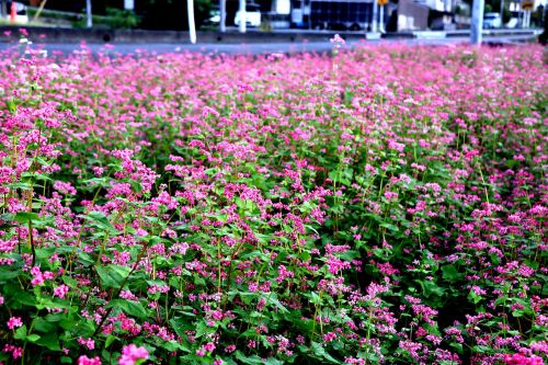 赤い蕎麦の花 | 総社市　田原さん