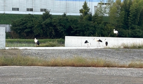 コウノトリ | 瀬戸内市　みゆさん