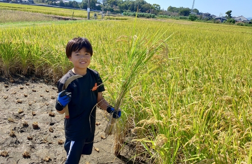稲刈り | 丸亀市　ポぽさん