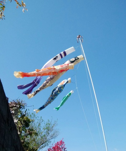 早くもこいのぼりあがる！ | 倉敷市　吉井さん