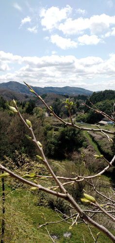 柿芽吹く | 高梁市　常松さん