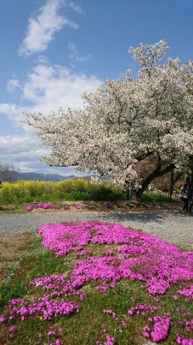 三色の春 | 岡山市　中村さん