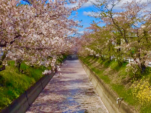 浮かぶ桜花 | 岡山市　やじさん