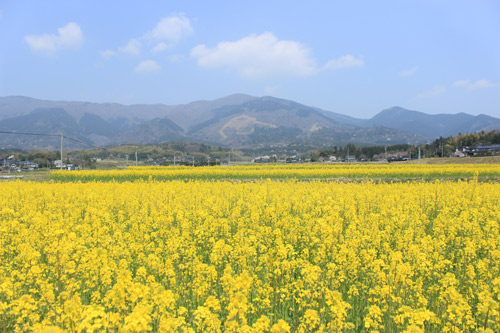 菜の花畑 | 勝央町　藤本さん