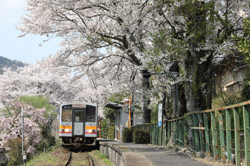 桜のトンネル | 備前市　萩原さん