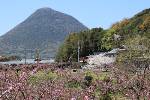 飯山の桃畑 | さぬき市　中村さん