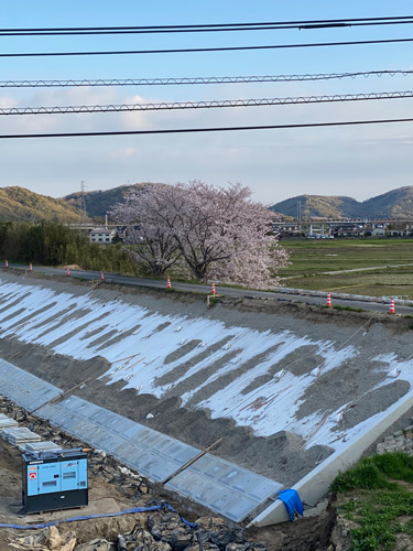 さくら | 岡山市　高橋さん