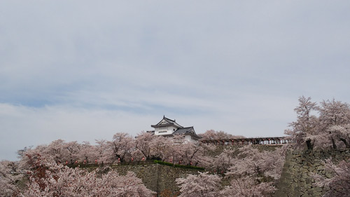 満開の鶴山公園 | 津山市　田中さん