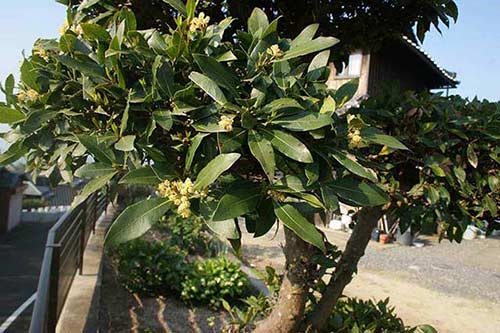 月桂樹に花 | 岡山市　太田さん