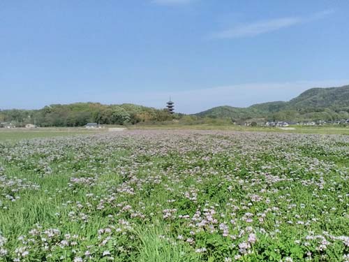 レンゲ畑 | 岡山市　ひとみさん
