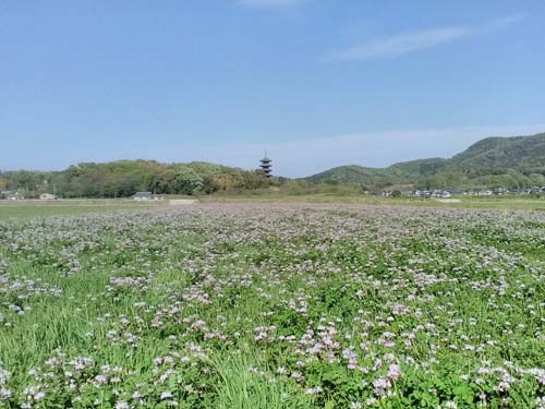 レンゲ畑 | 岡山市 ひとみさん