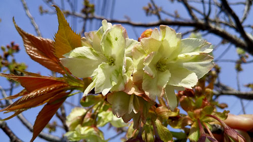 黄色い桜 | 高松市　尾崎さん