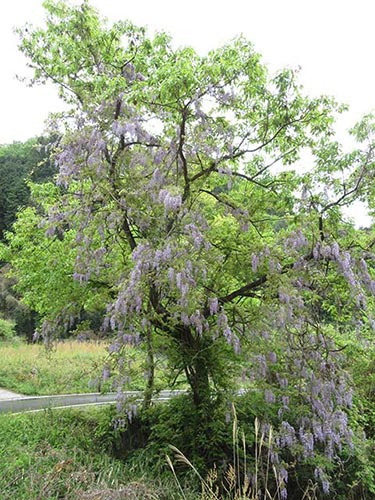 フジの花 | 岡山市　沖永さん