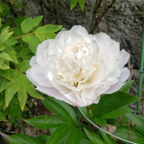 わが家の芍薬 | 玉野市 井上さん