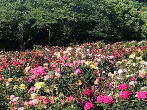 バラ一面 | 倉敷市　沼田さん