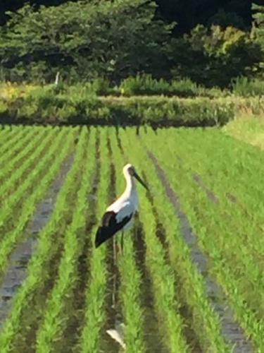 コウノトリ？？ | 東かがわ市　小西さん