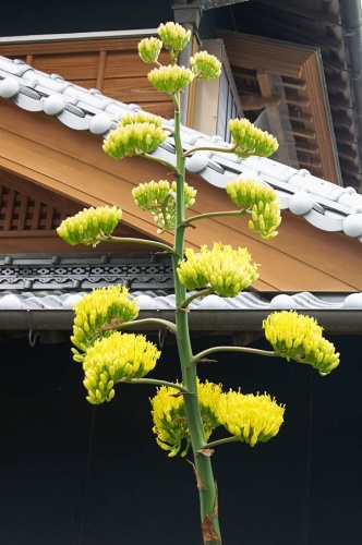 「1世紀花」開花 | さぬき市 中川さん