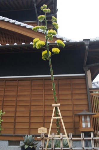 「1世紀花」開花 | さぬき市 中川さん