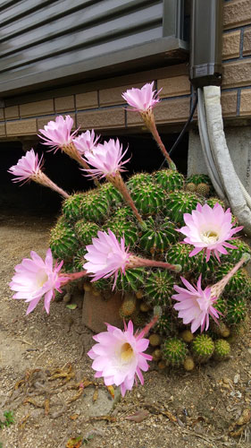 年に一度の花祭り | 岡山市 小川さん