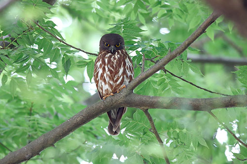 アオバズクがやって来た! | 岡山市 山岡さん