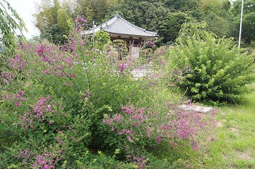 水無月の萩 | さぬき市 中川さん