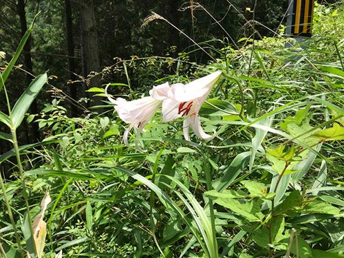 マタタビとササユリ | 津山市 田中さん