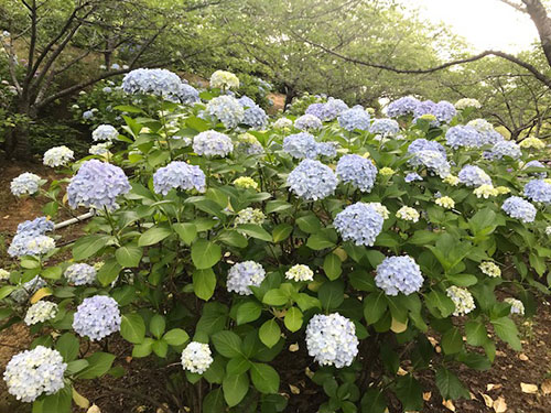 紫陽花 | 倉敷市　沼田さん