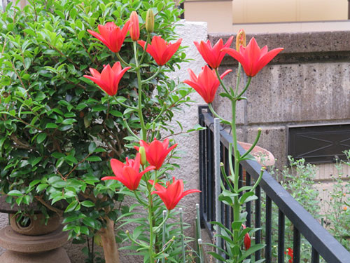 百合の花満開 | 倉敷市 吉井さん