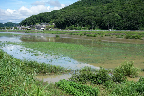 大雨で増水した小田川 | 倉敷市　片山さん